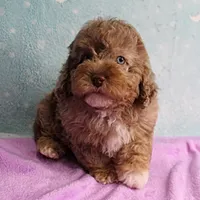 Twinkle's Chocolate Merle Male Puppy 3, a male Cockapoo for sale in Mount Olive, NC – Photo 9 of 10