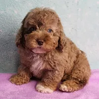 Twinkle's Chocolate Merle Male Puppy 3, a male Cockapoo for sale in Mount Olive, NC – Photo 1 of 10
