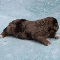 Twinkle's Chocolate Merle Male Puppy 3, a male Cockapoo for sale in Mount Olive, NC – Photo 9 of 10