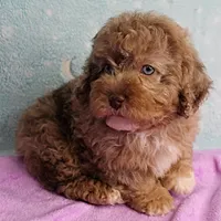 Twinkle's Chocolate Merle Male Puppy 3, a male Cockapoo for sale in Mount Olive, NC – Photo 5 of 10