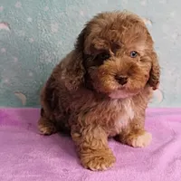Twinkle's Chocolate Merle Male Puppy 3, a male Cockapoo for sale in Mount Olive, NC – Photo 3 of 10