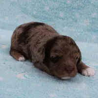 Twinkle's Chocolate Merle Male Puppy 3, a male Cockapoo for sale in Mount Olive, NC – Photo 3 of 10