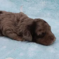Twinkle's Chocolate Merle Male Puppy 3, a male Cockapoo for sale in Mount Olive, NC – Photo 2 of 10