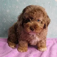 Twinkle's Chocolate Merle Male Puppy 3, a male Cockapoo for sale in Mount Olive, NC – Photo 6 of 10