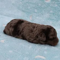 Twinkle's Chocolate Merle Male Puppy 3, a male Cockapoo for sale in Mount Olive, NC – Photo 10 of 10