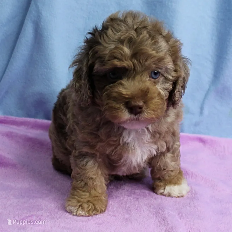 Twinkle's Chocolate Merle Male Puppy 3 – Cockapoo puppy for sale in Mount Olive, NC
