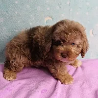 Twinkle's Chocolate Merle Male Puppy 3, a male Cockapoo for sale in Mount Olive, NC – Photo 10 of 10