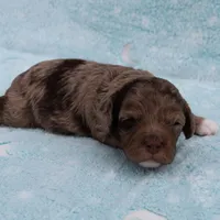 Twinkle's Chocolate Merle Male Puppy 3, a male Cockapoo for sale in Mount Olive, NC – Photo 7 of 10