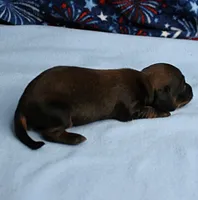 AKC Taylor's Red Sable Male Puppy 1, a male Miniature Dachshund for sale in Mount Olive, NC – 5 of 8