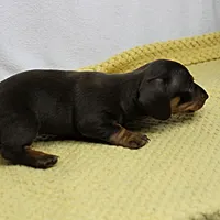 AKC Maggie's Chocolate & Tan Female Puppy 2, a female Miniature Dachshund for sale in Mount Olive, NC – 6 of 10