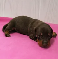 AKC Maggie's Chocolate & Tan Female Puppy 2, a female Miniature Dachshund for sale in Mount Olive, NC – 10 of 10
