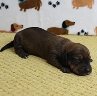 AKC Robin's Red Male Puppy 4, a male Miniature Dachshund for sale in Mount Olive, NC – 7 of 8