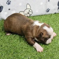 AKC Willow's Seal & White Male Puppy 5, a male Boston Terrier for sale in Mount Olive, NC – 4 of 10