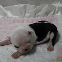 AKC Polly's White Face Female Puppy 3, a female Boston Terrier for sale in Mount Olive, NC – 2 of 10