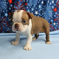 Zoey's Seal & White Male Puppy 4, a male Boston Terrier for sale in Mount Olive, NC – 2 of 9