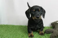 AKC Maggie's Black & Tan Male Puppy 3, a male Miniature Dachshund for sale in Mount Olive, NC – 2 of 10