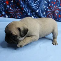 AKC Candy's Fawn Male Puppy 3, a male Pug for sale in Mount Olive, NC – 9 of 10