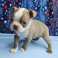 AKC Zoey's Blue & White Male Puppy 2, a male Boston Terrier for sale in Mount Olive, NC – 7 of 10