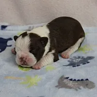 AKC Puddin's Chocolate & White Male Puppy 4, a male Boston Terrier for sale in Mount Olive, NC – 2 of 10