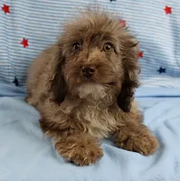 Twinkle's Chocolate Merle Male Puppy 4, a male Cockapoo for sale in Mount Olive, NC – 2 of 10