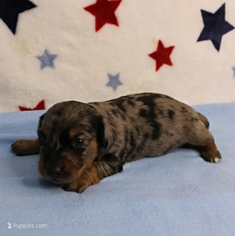 AKC Sallie's Black & Silver Dapple, Long Coat Female Puppy 3 – Miniature Dachshund puppy for sale in Mount Olive, NC