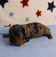 AKC Sallie's Black & Silver Dapple, Long Coat Male Puppy 3, a male Miniature Dachshund for sale in Mount Olive, NC – 1 of 10
