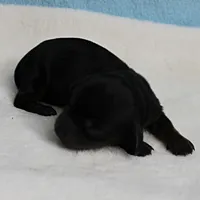 AKC Harleys Black & Tan Male Puppy 4, a male Miniature Dachshund for sale in Mount Olive, NC – 2 of 10