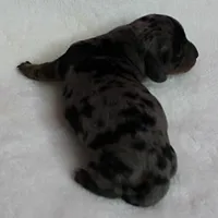 AKC Harleys Silver Dapple Female Puppy 1, a female Miniature Dachshund for sale in Mount Olive, NC – 2 of 10
