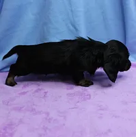 AKC Taylor's Black & Tan Male Puppy 4, a male Miniature Dachshund for sale in Mount Olive, NC – 6 of 10