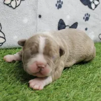 AKC Willow's Lilac & White Male Puppy 4, a male Boston Terrier for sale in Mount Olive, NC – 1 of 10