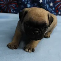 AKC Candy's Fawn Male Puppy 3, a male Pug for sale in Mount Olive, NC – 4 of 10