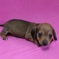 AKC Bonnie's Red Female Puppy 1, a female Miniature Dachshund for sale in Mount Olive, NC – Photo 8 of 10