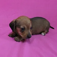 AKC Bonnie's Red Female Puppy 1, a female Miniature Dachshund for sale in Mount Olive, NC – Photo 4 of 10