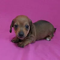 AKC Bonnie's Red Female Puppy 1, a female Miniature Dachshund for sale in Mount Olive, NC – Photo 1 of 10