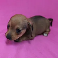 AKC Bonnie's Red Female Puppy 1, a female Miniature Dachshund for sale in Mount Olive, NC – Photo 3 of 10