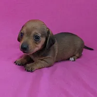 AKC Bonnie's Red Female Puppy 1, a female Miniature Dachshund for sale in Mount Olive, NC – Photo 6 of 10