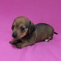 AKC Bonnie's Red Female Puppy 1, a female Miniature Dachshund for sale in Mount Olive, NC – Photo 5 of 10