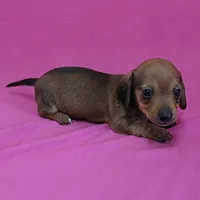 AKC Bonnie's Red Female Puppy 1, a female Miniature Dachshund for sale in Mount Olive, NC – Photo 2 of 10