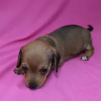 AKC Bonnie's Red Female Puppy 1, a female Miniature Dachshund for sale in Mount Olive, NC – Photo 9 of 10