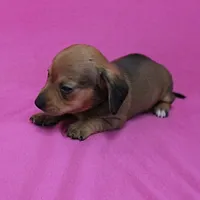 AKC Bonnie's Red Female Puppy 1, a female Miniature Dachshund for sale in Mount Olive, NC – Photo 7 of 10