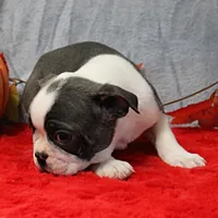 AKC Bubble's Blue & White Male Puppy 3, a male Boston Terrier for sale in Mount Olive, NC – 5 of 10