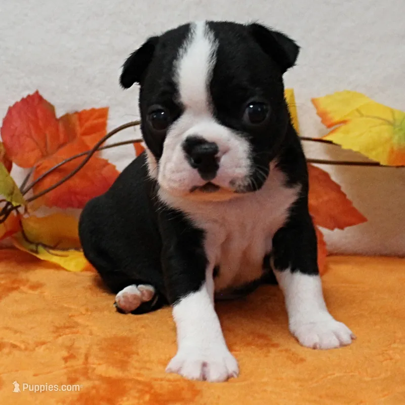 AKC Annie's Black & White Female Puppy 3 – Boston Terrier puppy for sale in Mount Olive, NC