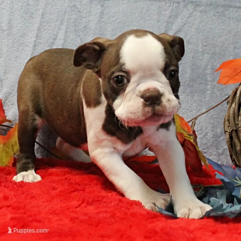 AKC Puddin's Chocolate & White Male Puppy 4 – Boston Terrier puppy on hold in Mount Olive, NC