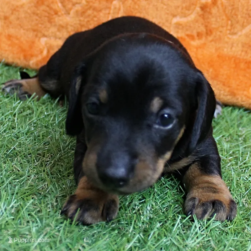 AKC Maggie's Black & Tan Male Puppy 4 – Miniature Dachshund puppy for sale in Mount Olive, NC