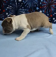 AKC Zoey's Seal & White Male Puppy 1, a male Boston Terrier for sale in Mount Olive, NC – 10 of 10