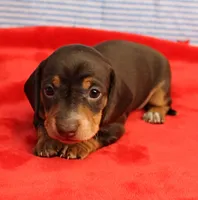 AKC Heidi's Chocolate & Tan Female Puppy 1, a female Miniature Dachshund for sale in Mount Olive, NC – 6 of 10
