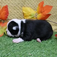 AKC Annie's Black & White Female Puppy 3, a  Boston Terrier for sale in Mount Olive, NC – 6 of 10