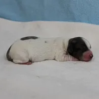 AKC Harleys Silver on White Piebald Male Puppy 3, a male Miniature Dachshund for sale in Mount Olive, NC – 8 of 10