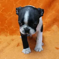 AKC Lacy's B&W Male Puppy 5, a male Boston Terrier for sale in Mount Olive, NC – Photo 2 of 10
