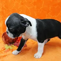 AKC Lacy's B&W Male Puppy 5, a male Boston Terrier for sale in Mount Olive, NC – Photo 7 of 10